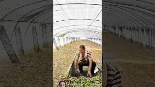 grasshopper agriculture farming farmer vegetables shortsviral wildlife factshorts [upl. by Nibbor]