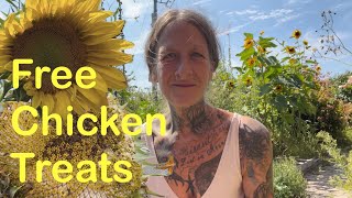 Grow Chicken Treats for Free [upl. by Ora]