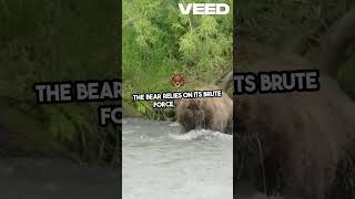 Bears vs Russians Epic Showdown [upl. by Ponzo]