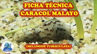 FICHA TÉCNICA CARACOL MELANOIDE TUBERCULATA CARACOL MALAYO [upl. by Anytsyrk]