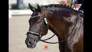 POETA DE SUSAETA  WORLD CHAMPIONSHIP FOR YOUNG HORSES6 yo [upl. by Maren]