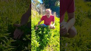 Nettle leaf goosefoot chenopodiastru m murale herbs foraging nativeplants adventure explore [upl. by Aisorbma268]