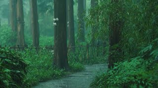 Listen to the rain on the forest path relax reduce anxiety and sleep deeply [upl. by Nanis991]