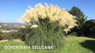 Cortaderia selloana Garden Center online Costa Brava  Girona [upl. by Wylma701]