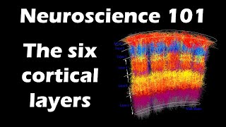 The Six Layers of the Cerebral Cortex  Neuroscience 101 [upl. by Annabel995]