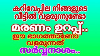 കറിവേപ്പില വീട്ടിൽ വളർന്നാൽ ഫലം നാശമോ [upl. by Vikki]