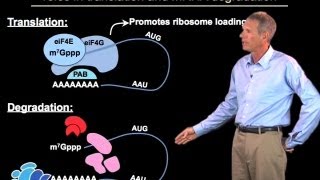 Regulation of mRNA degradation  Roy Parker BoulderHHMI [upl. by Terpstra]