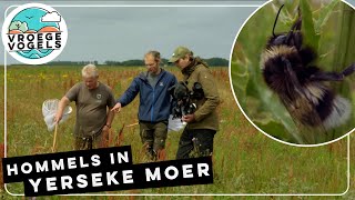 Bijzonder hommel in Zeeuwse Yerseke Moer  TV  Vroege Vogels [upl. by Ztnahc976]