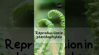 Reproduction in Pteridophytes Class 11 Biology  Plant Kingdom shorts biology [upl. by Egrog698]