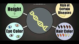 Biology with subtitle through AMOEBA SISTERS  DNA Chromosomes Genes and Traits [upl. by Euqirne875]