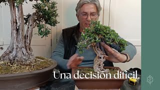 Una decisión importante y difícil bonsai [upl. by Charmion888]