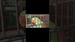 Talking Raw Parrot Pair 🦜 👌 shorts petsvlog pancinganlovebird [upl. by Cutlerr]