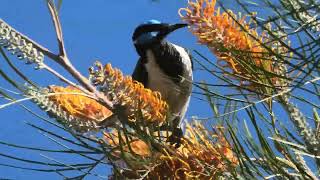 Bluefaced Honeyeater 76 [upl. by Idieh]