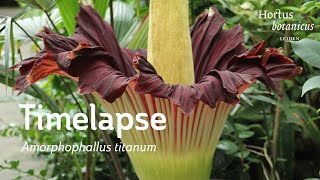 Timelapse Amorphophallus titanum Penisplant  Hortus botanicus Leiden [upl. by Oicnedif]