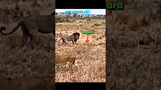 Lion vs leopard leopard trending lion wildlife animals shorts viralvideo tiger [upl. by Whitman]