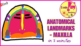 Anatomical landmarks in 3 minutes  MAXILLA  PROSTHODONTICS [upl. by Valentino]