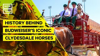 The History Behind Budweisers Iconic Clydesdale Horses [upl. by Anselm]