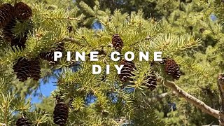 2 Simple amp Easy Pine Cone Crafts  Home Decor DIY with Pine Cone [upl. by Martita4]