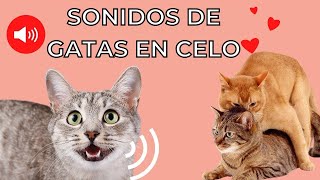 GATA EN CELO Maullido 😻 Gatos Enamorados [upl. by Nesbitt]