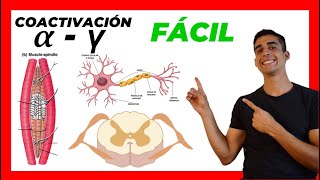 🧠​ Coactivación ALFA Y GAMMA ​✅​ FÁCIL EXPLICACION Motoneurona a y g [upl. by Morse]