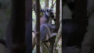 nature  lemur  animal  forest  beautiful scenery  relaxing clip  PT 4  EP 1  🏞️🌄🤩😍🥰❤️💕 [upl. by Odnavres]