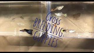 Breeding Guppies Cross Breeding [upl. by Ayikan]