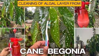 quotHow to Clean Cane Begonia Leaves Remove Algal Layer with a Soft Toothbrush Water amp Shampooquot [upl. by Apollus485]