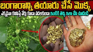 Unknown Facts About Reddy Vari Nanu Balu Tree  బంగారాన్ని తయారుచేసే మొక్క  facts teluguammayi [upl. by Cornish]