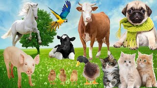 Learn about family animals Cat Horse Cow Chicken Duck PigAnimal sounds [upl. by Eberto]