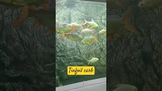 TINFOIL CARB 🐟🐠 fishpark fishingvideo fish tinfoil [upl. by Hymen]