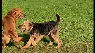 Airedale terrier vs golden retriever [upl. by Hersh]