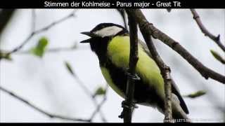 Kohlmeise mit Gesang  Great tit singing  Parus major 1080p HD [upl. by Ennyl]