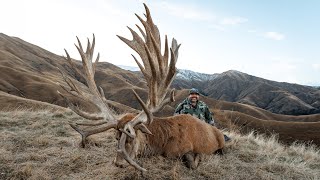 This Red Stag Has It All  Venator New Zealand [upl. by Rockel797]