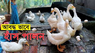 আবদ্ধ ভাবে বেইজিং জাতের হাঁস পালনে সফলতা  বেইজিং হাঁস কত দিনে ডিম দেয়  Beijing duck farming in bd [upl. by Prosper]