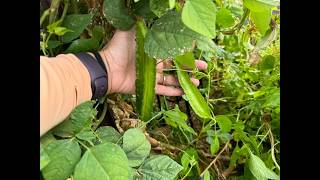 2024 October Garden Tour and Balcony Gardening [upl. by Kandy310]