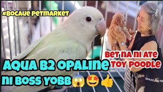 Bocaue petmarketAqua B2 opaline😱🤩👍 ni boss yobbtoy poodle ni boss dean bet na ni Ate 🤩👍 [upl. by Anirol816]