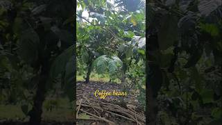 Coffee plantation in Waynad [upl. by Huda]