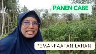 Panen Cabe Rawit di Kebun Agrowisata  Pemanfaatan Lahan Kosong Sebagai Agrowisata [upl. by Matheson]