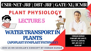 Water Transport in Plants  Apoplast Symplast Transmembrane Pathway  Xylem  Plant Physiology [upl. by Kreit]