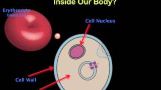 ProteinNanoparticle Interactions [upl. by Ellenwad969]