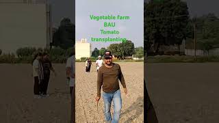 Vegetable farm BAU Bihar [upl. by Albertina477]