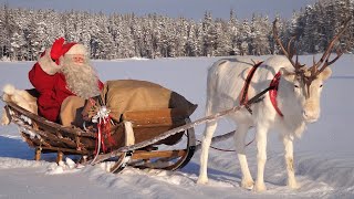 Salida de Papá Noel Santa Claus y renos 🦌🎅 para familias  Laponia Finlandia Navidad Polo Norte [upl. by Adon576]