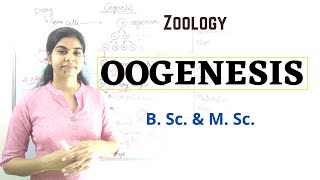 Oogenesis  B Sc and M Sc  Zoology [upl. by Heyra]