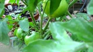 Celebrity Tomato Plant Lisas Landscape amp Design [upl. by Deck]