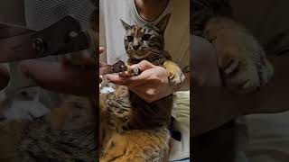 今日は爪切りの日です Today is nail clipping day cat cutecat 猫 猫の爪切り [upl. by Marciano104]