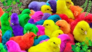 Menangkap ayam lucu ayam warna warni ayam rainbow bebek angsa ikan hias ikan cupang Kelinci [upl. by Niessuh817]