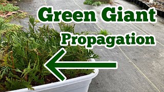 Green Giant Arborvitae Propagation The Easy Way  Part 1  Rooting Thuja Green Giants [upl. by Onida]