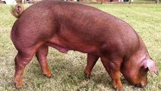 Duroc Pigs  WellMuscled Calm Temperament [upl. by Thar]