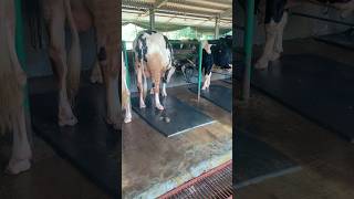 Cattle Fighting 🐄🐂🐄 cattles cowes animalfarming animals cow cattlefarming farming [upl. by Nivag]