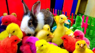 Wadidau ‼️Ayam Lucu Ayam Warna Warni Ayam Rainbow Bebek Angsa Hamster Kelinci KuraAyamwarnakw [upl. by Jimmy933]